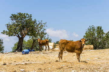 Cows in the mountains in summer