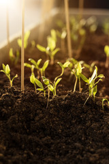 Grüne Setzlinge im Abendlicht