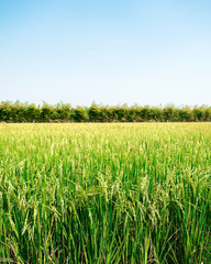 Rice field under the sun and clear blue sky. For design with copy space for text or image.