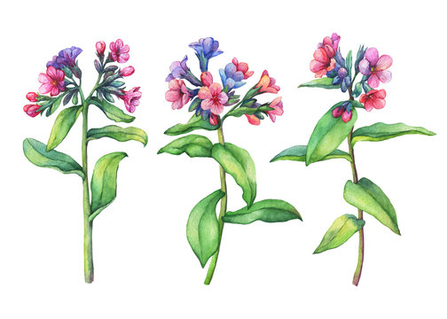 Set of  first spring wild flowers - Dark lungwort medicinal (Pulmonaria officinalis). Hand drawn watercolor painting on white background.