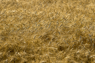 ripe ears of wheat during the harvest