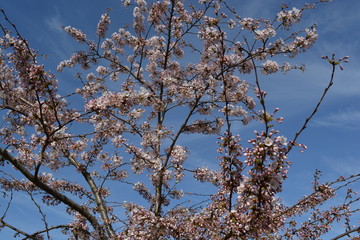 Pink cherry blossom tree