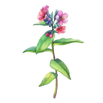 Illustration of  first spring wild flowers - Dark lungwort medicinal (Pulmonaria officinalis). Hand drawn watercolor painting on white background.