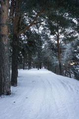 Fototapeta premium russian winter forest road in snow