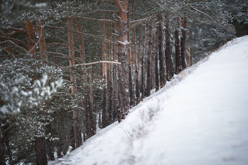 Fototapeta premium Mountain winter forest