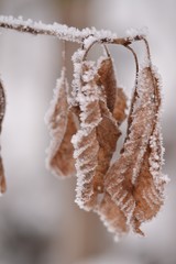 Leaf in winter