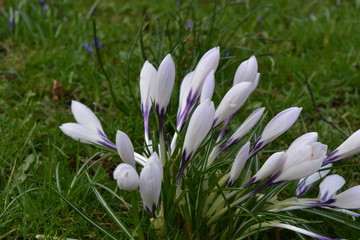 White crocus in a field