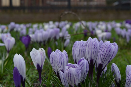 Purple croci in a grass field