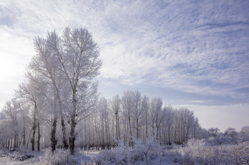 Obraz na płótnie Canvas Snowy landscape