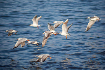 seagulls flying and swimming in clear blue water