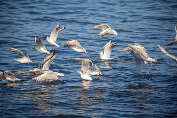 seagulls flying and swimming in clear blue water