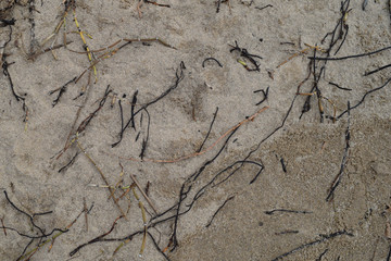 Brown and black decaying seaweeds in sand background on the beach.