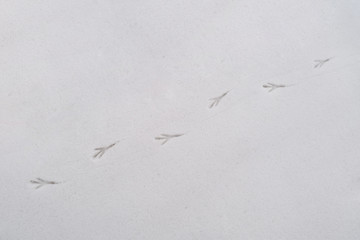 Diagonal crow bird footprints on dirty snow background in Siberia.