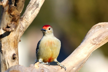 Red-Bellied Woodpecker