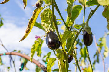 Ripe eggplants on bushes in the garden. Selective focus. Shallow depth of field