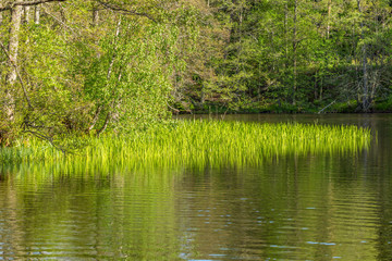 River Landscape in the deciduous forest in summer