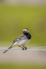 Wagtail that has its beak full of mosquitos