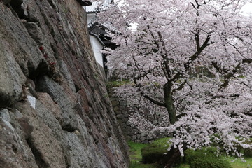 兼六園・金沢城、満開の桜