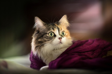 Cat under the sun light