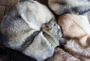 Sleeping husky dogs