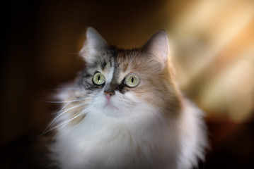 Beautiful cat on a dark background in the light beam