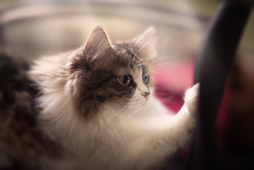 Beautiful cat under the light