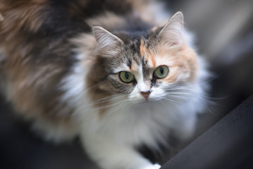 Beautiful cat with magnetic deep green-yellow eyes