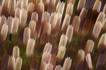 Fototapeta premium Extreme magnification - Butterfly wing scales, Vanessa Atalanta, 10x