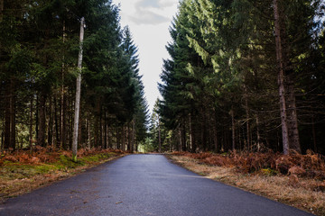 road in forest