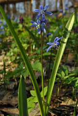 Scilla flowers blooming in spring sunny day