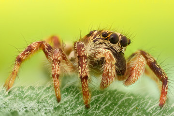 Extreme magnification - Jumping spider in the wild