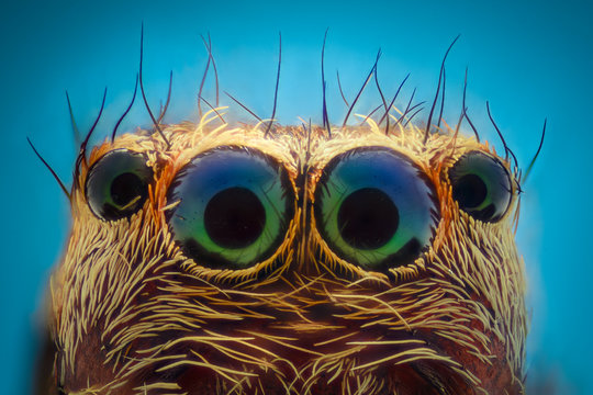 Extreme magnification - Jumping spider portrait, front view - Powered by Adobe