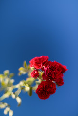 Red flower.