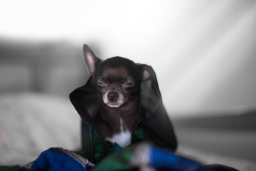 Miniature Chihuahua Dog is sitting under the colored scarf and hiding from the light.