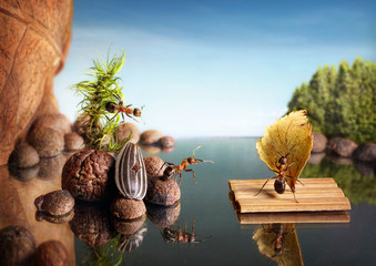 ants help SOS, rescue on water