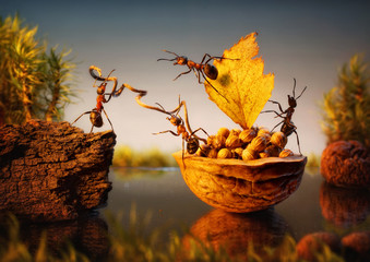team of ants moor bark with cargo of nuts, teamwork