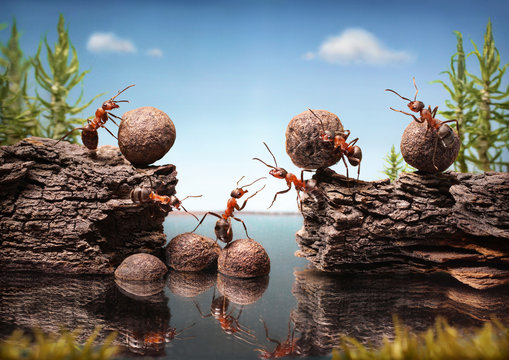 team of ants work constructing dam, teamwork