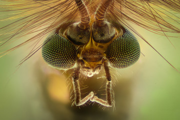 Extreme magnification - Mosquito head, Chironomus, front view