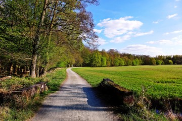 Weg entlang eines Waldrandes