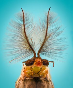 Extreme magnification - Mosquito head, Chironomus, front view