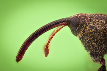 Extreme magnification - Weevil, side view