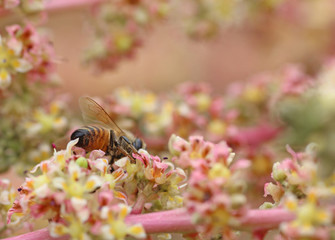 マンゴーの花と蜜蜂