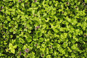 Lawn grass, green texture