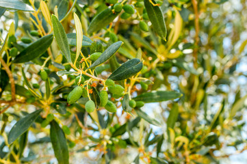 olive tree branch with fruits