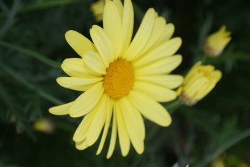 yellow flowers