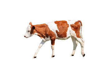 Side view of calf isolated on white background