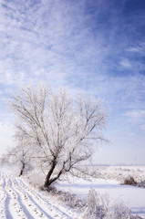 Obraz na płótnie Canvas Snowy landscape