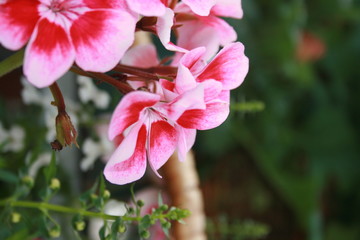 Geraniums- pink or magenta-blurred back
