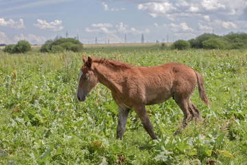 the little foal on a green meadow