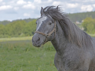 large adult stallion